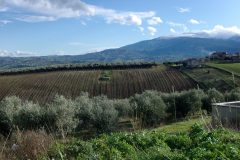 vigneto-2
